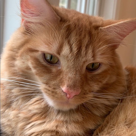 Meet your Posher, Kerry - Picture 1 of 1